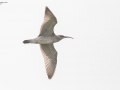 Whimbrel