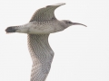 Whimbrel