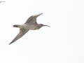 Whimbrel