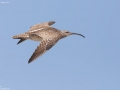 Whimbrel