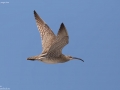 Whimbrel