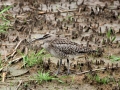 Whimbrel