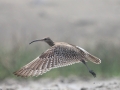 Whimbrel