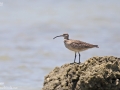 Whimbrel