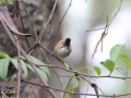 Whiskered Yuhina