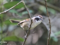 White-browed Fulvetta