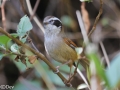 White-browed Fulvetta