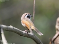 White-browed Fulvetta