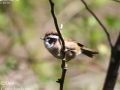 White-browed Fulvetta