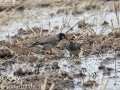 White-cheeked Starling