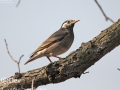 White-cheeked Starling
