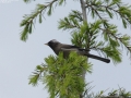 White-collared Yuhina