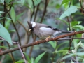White-collared Yuhina