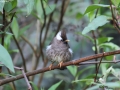 White-collared Yuhina