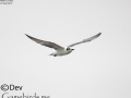 White-winged Tern