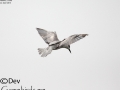 White-winged Tern