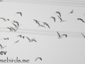White-winged Tern