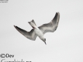 White-winged Tern