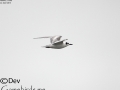 White-winged Tern