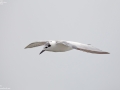 White-winged Tern