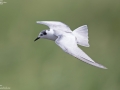 White-winged Tern
