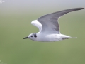 White-winged Tern