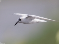 White-winged Tern
