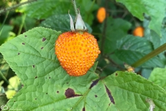 Wildberry