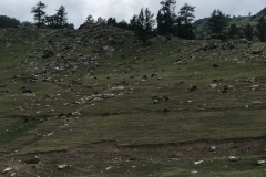 Kanas