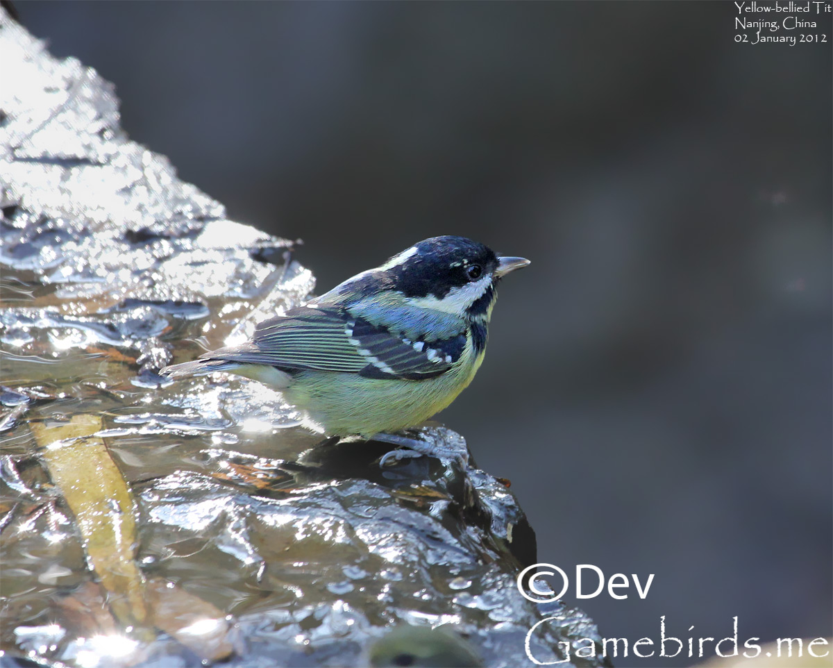 Yellow-bellied Tit