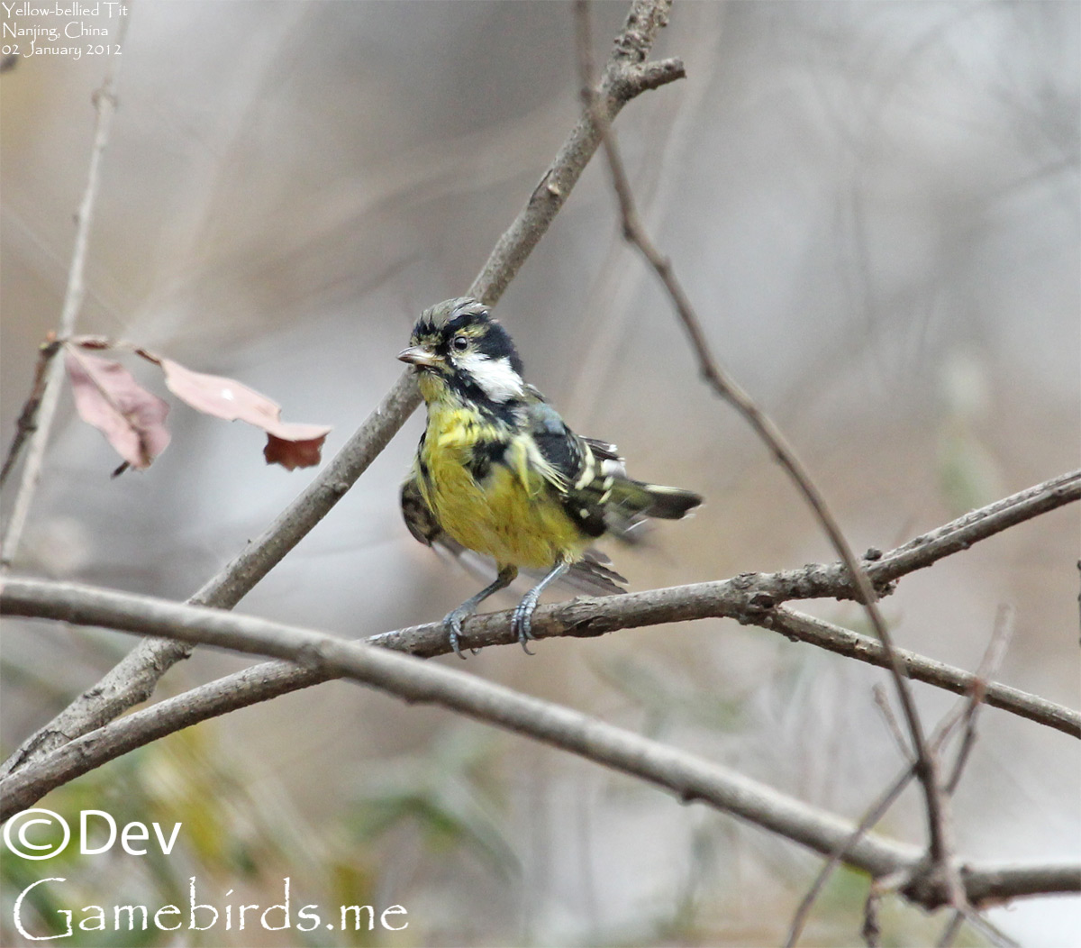 Yellow-bellied Tit