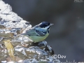 Yellow-bellied Tit