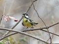 Yellow-bellied Tit