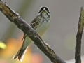 Yellow-browed Bunting