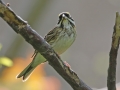 Yellow-browed Bunting