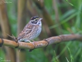 Yellow-browed Bunting