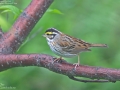 Yellow-browed Bunting