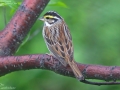 Yellow-browed Bunting