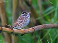 Yellow-browed Bunting