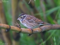 Yellow-browed Bunting
