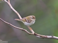 Yellow-browed Warbler