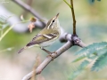 Yellow-browed Warbler