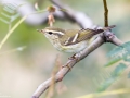 Yellow-browed Warbler