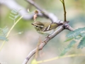 Yellow-browed Warbler