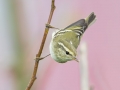 Yellow-browed Warbler