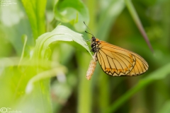 Acraea issoria
