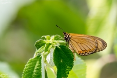 Acraea issoria