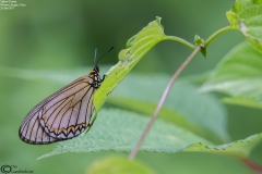 Acraea issoria
