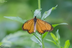 Acraea issoria