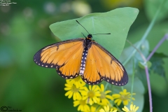 Acraea issoria